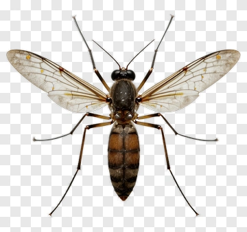 Close-Up Of A Mosquito PNG