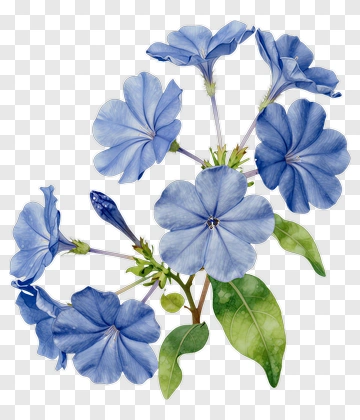 Blue Flower Bouquet PNG