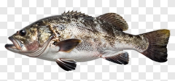Bass Fish PNG