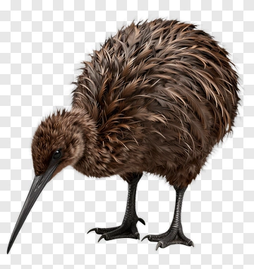 Realistic Kiwi Bird PNG