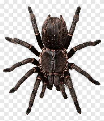 Realistic Tarantula Spider PNG