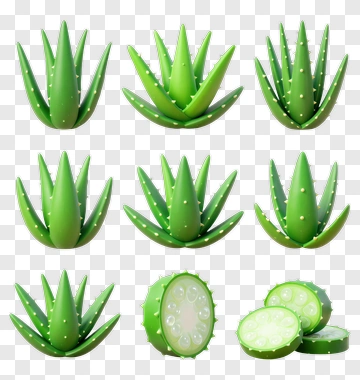 Aloe Vera Plant Collection PNG