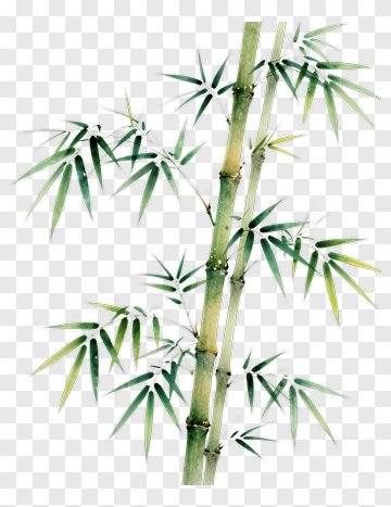Bamboo Plant Illustration PNG