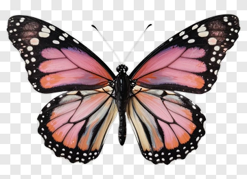 Monarch Butterfly With Colorful Wings PNG