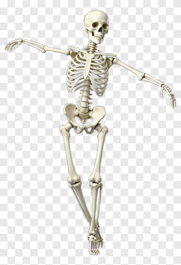 Human Skeleton Model PNG