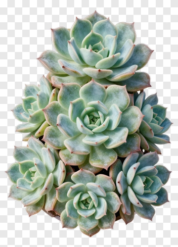 Succulent Plant Arrangement PNG