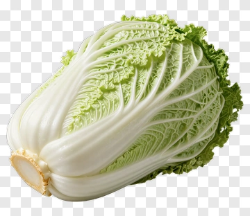 Napa Cabbage PNG