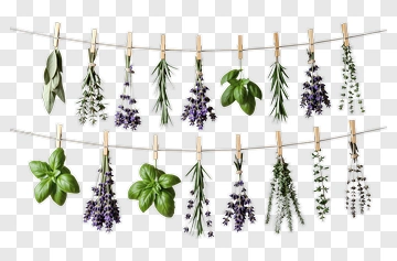 Hanging Herbs Collection PNG