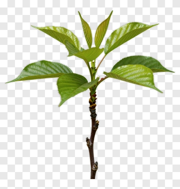 Green Leafy Plant PNG