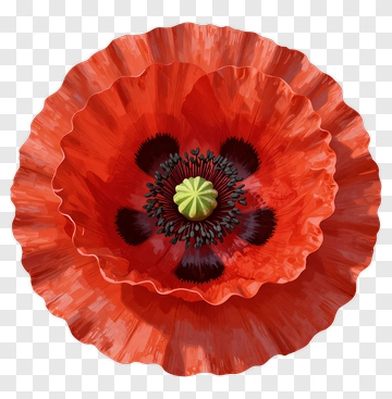 Red Poppy Flower PNG