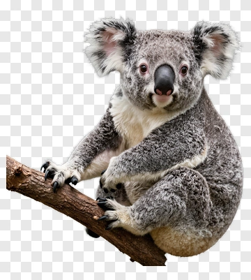Koala Sitting On A Tree Branch PNG