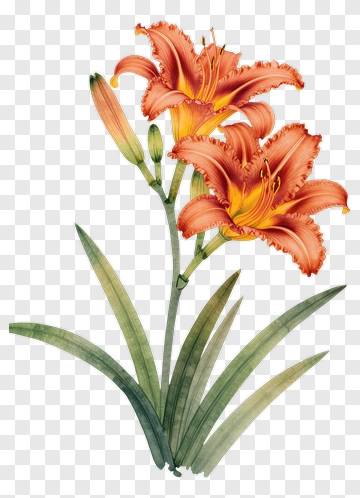 Orange Lily Flower With Green Leaves PNG