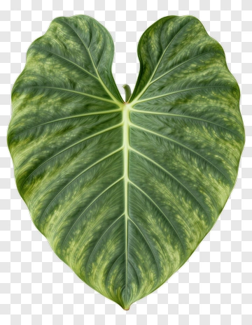 Large Heart-Shaped Green Leaf PNG