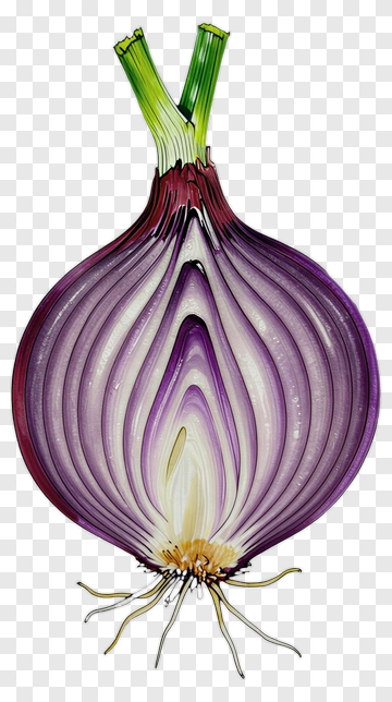 Cross-Section Of A Purple Onion PNG