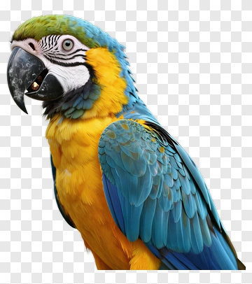 Colorful Macaw Parrot PNG