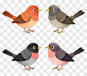 Colorful Birds In Four Distinct Varieties PNG