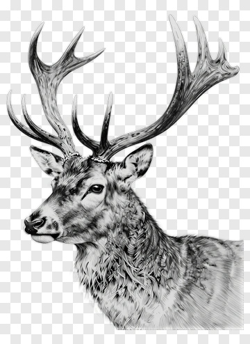Realistic Deer With Antlers PNG