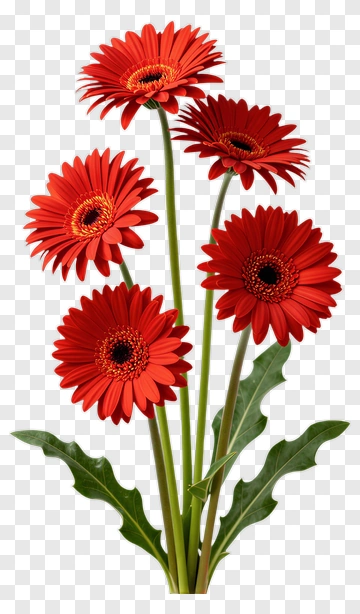 Red Gerbera Daisy Bouquet PNG