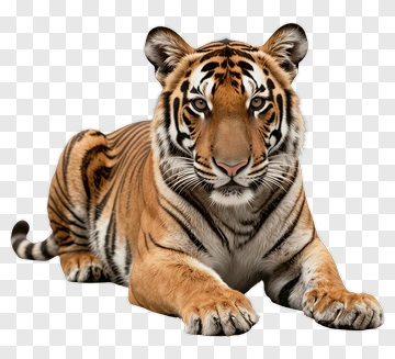 Realistic Tiger Lying Down PNG