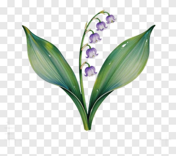Lily Of The Valley Flower With Green Leaves PNG