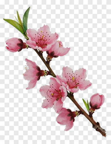 Pink Cherry Blossom Branch PNG