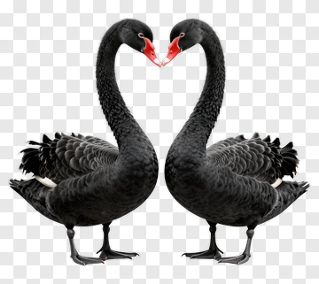 Black Swans Forming A Heart Shape PNG