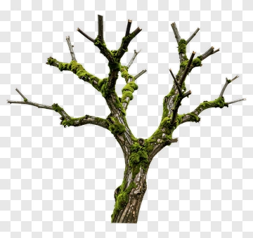 Mossy Tree With Branches PNG