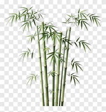Bamboo Plant PNG
