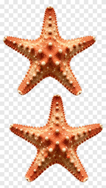 Starfish With Bumpy Texture PNG