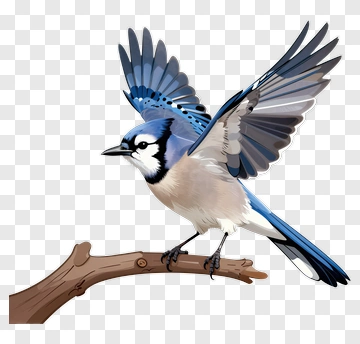 Blue Jay Bird Perched On A Branch PNG