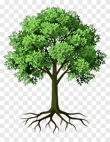 Green Tree With Roots PNG