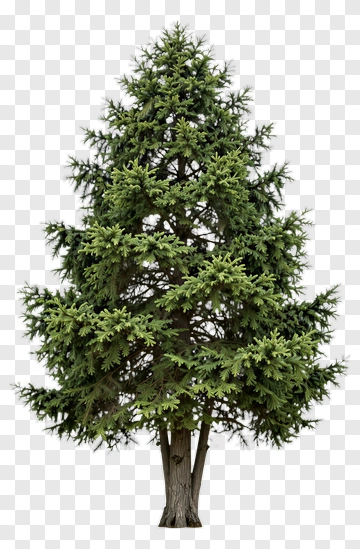 Pine Tree PNG