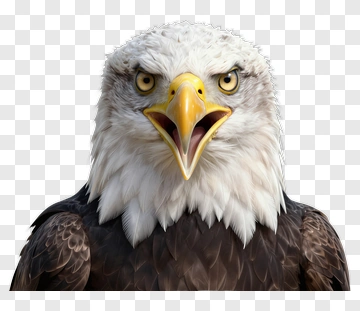 Bald Eagle With Open Beak PNG