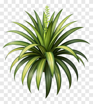 Green Plant With Long Leaves PNG