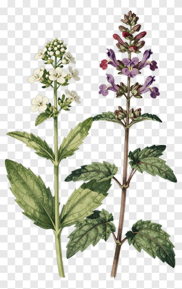 Illustration Of Two Flowering Plants PNG