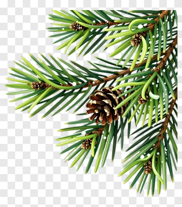 Pine Tree Branch With Pinecones PNG