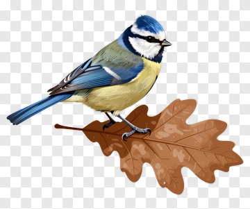 Blue Tit Bird Sitting On An Oak Leaf PNG