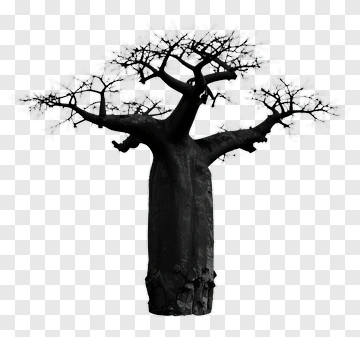 Baobab Tree PNG