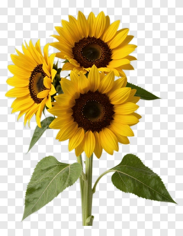 Sunflower Bouquet PNG