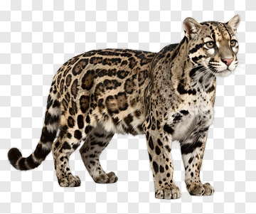 Leopard Standing In Profile PNG