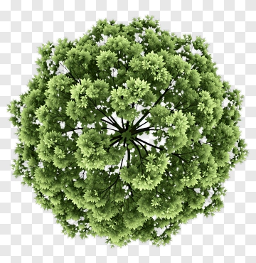 Green Tree Top View PNG