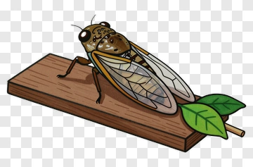 Cartoon Cicada On A Wooden Board PNG
