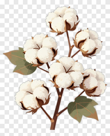 Cotton Plant With White Bolls PNG