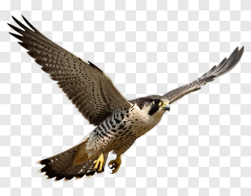 Peregrine Falcon Flying PNG
