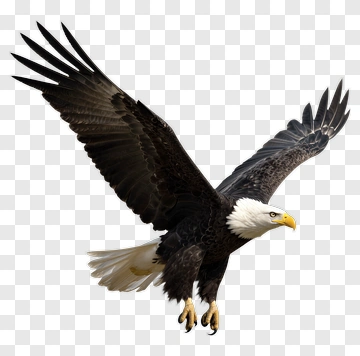 Bald Eagle In Flight PNG