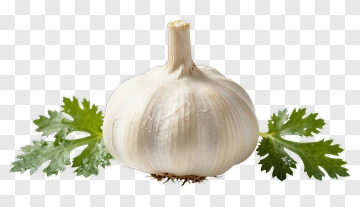 Garlic Bulb With Fresh Cilantro Leaves PNG