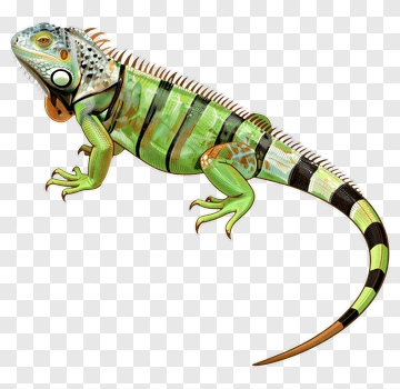 Colorful Iguana PNG