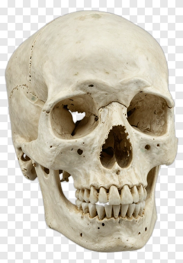 Human Skull PNG