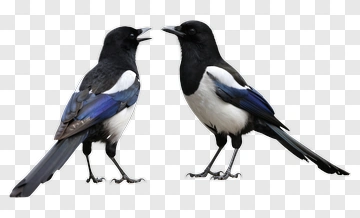 Magpies Interacting PNG