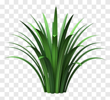 Green Grass Plant PNG